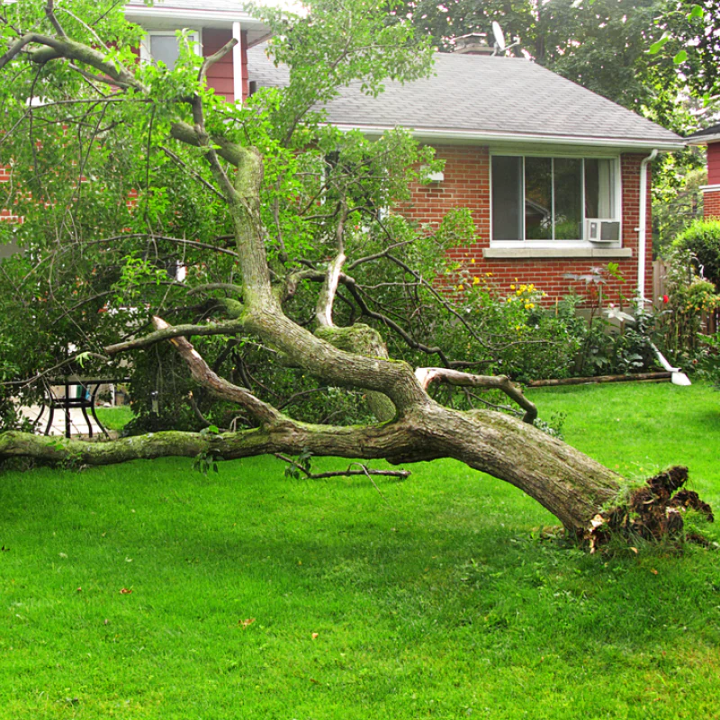 Dead Tree Cleanup & Debris Removal (1)