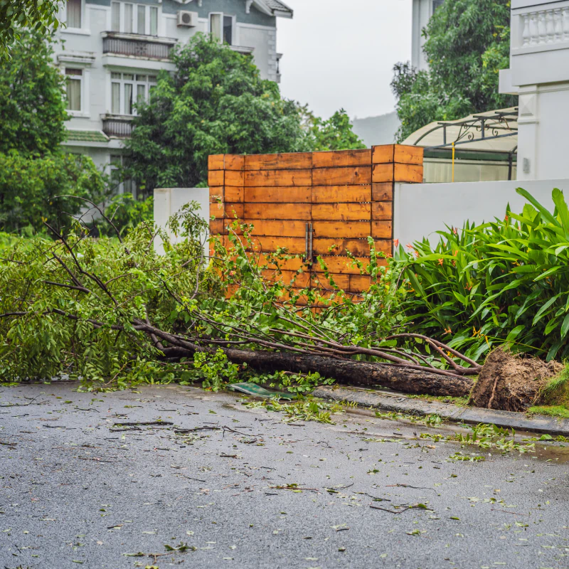 Dead Tree Cleanup & Debris Removal