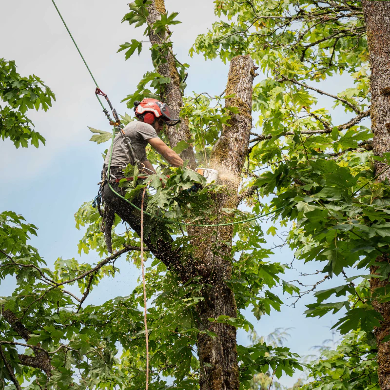 Nando's tree service 1