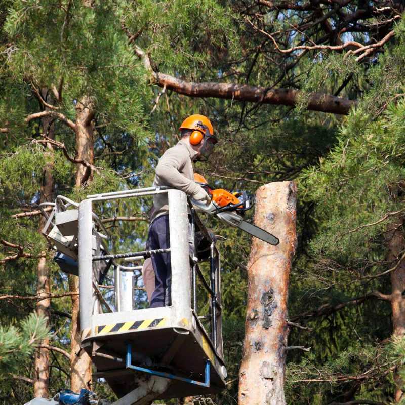 Nando's tree service 2