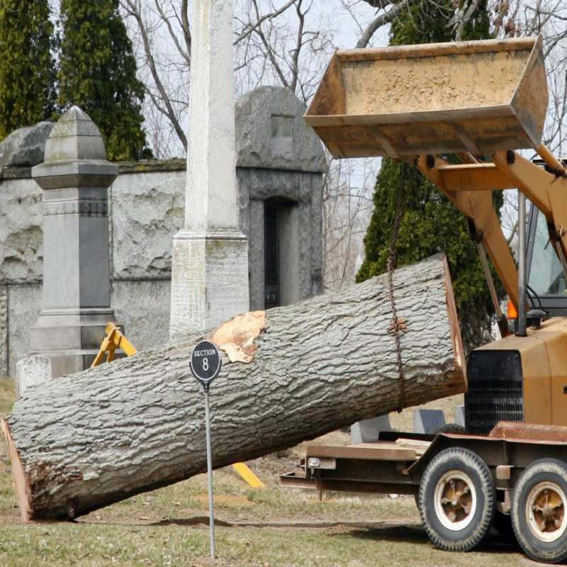 Tree Removal