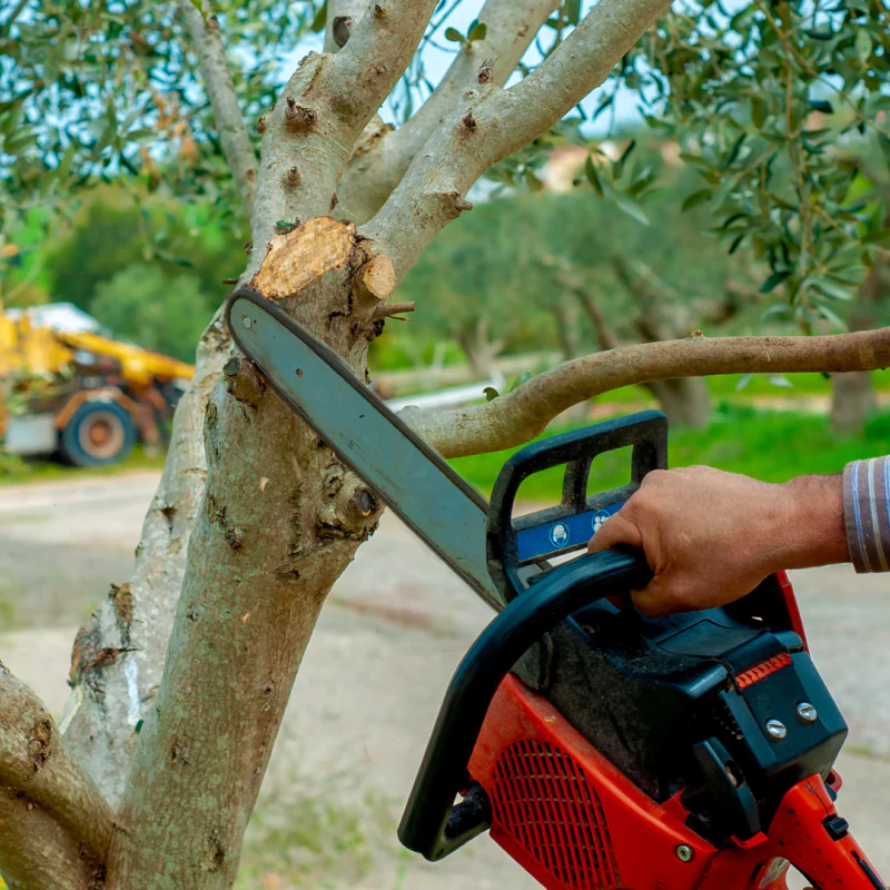 Tree Trimming & Pruning (1)