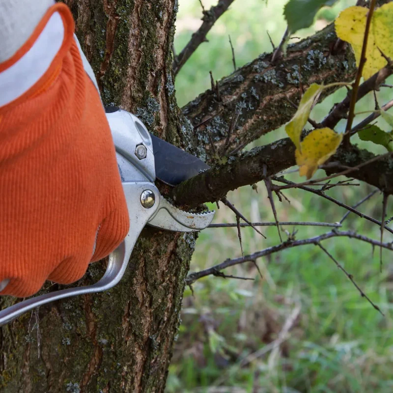 Tree Trimming & Pruning
